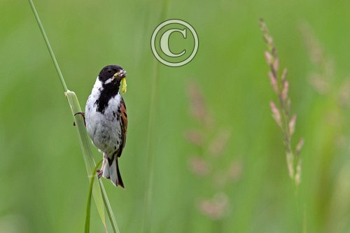 Male Reed Bunting DM1788